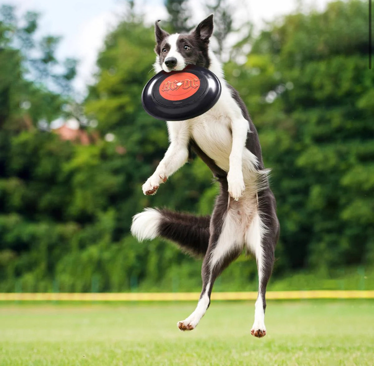 Frisbee AC/DC: Rock ‘n’ Roll in Volo per il Tuo Cane