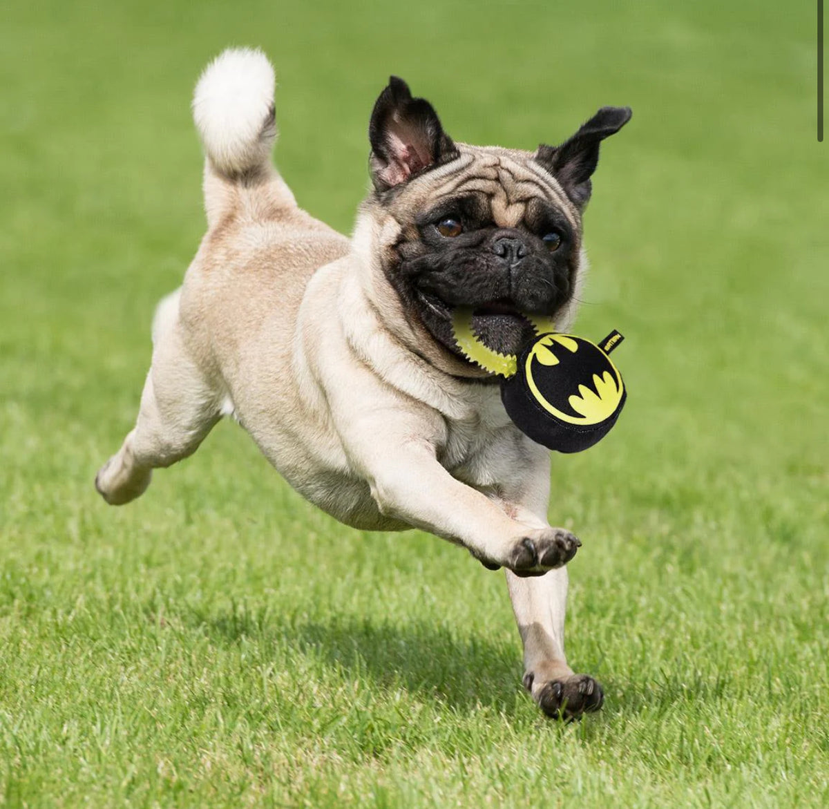 Gioco Dentale Batman: L’Eroe Oscuro per il Tuo Cane