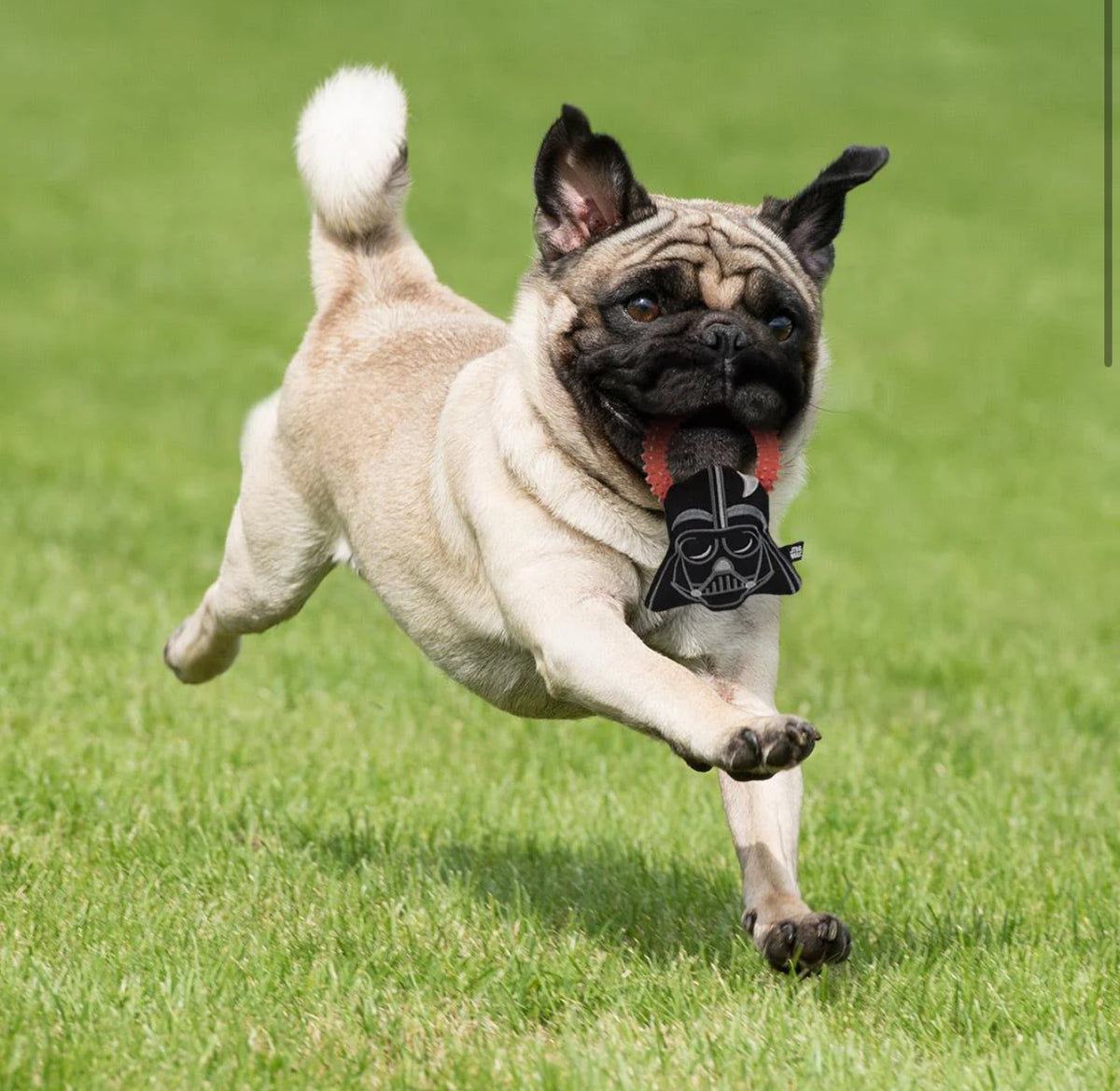 Gioco Dentale Star Wars: La Forza del Divertimento con Darth Vader per il Tuo Cane