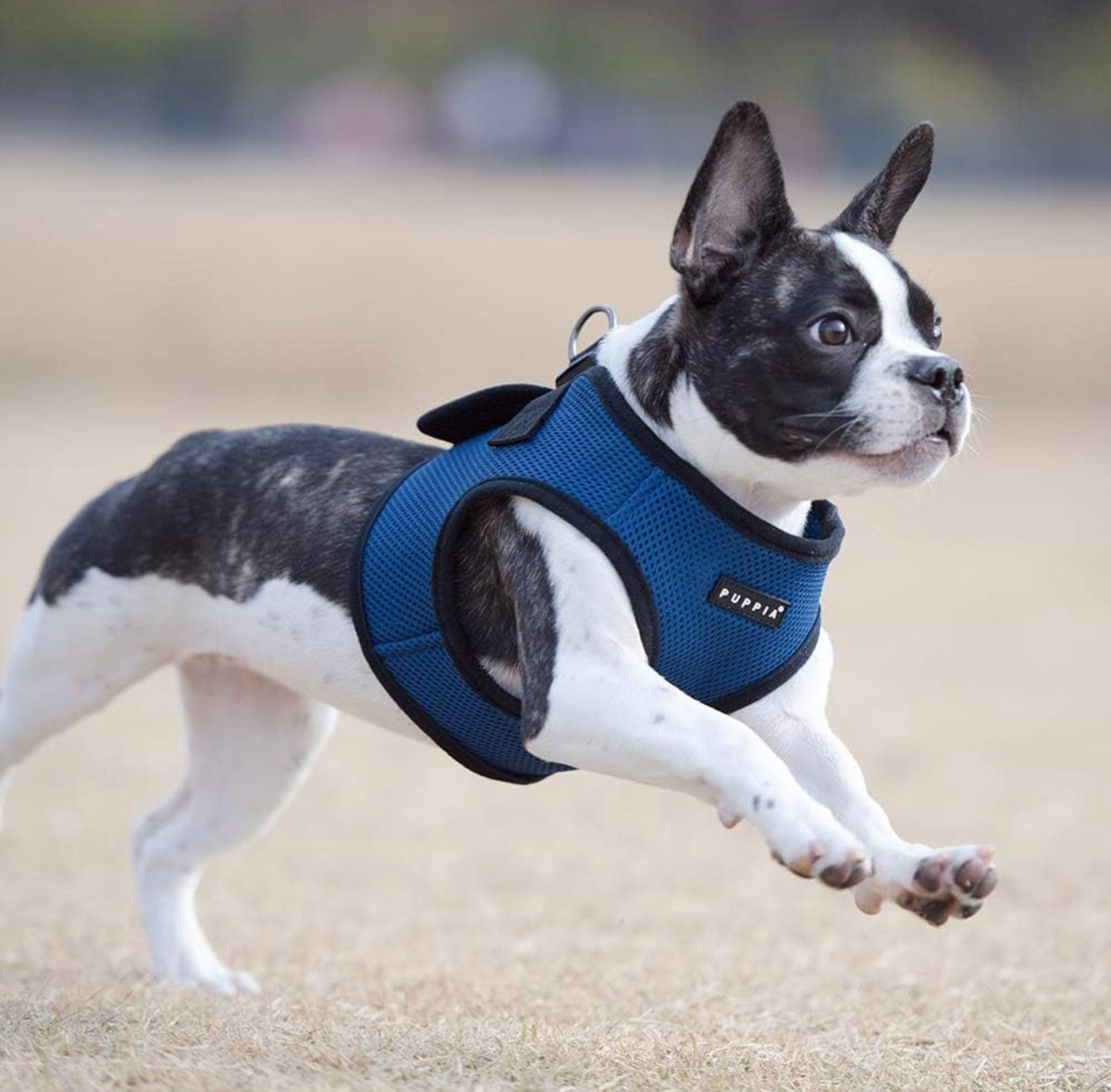 Pettorina Puppia Blu