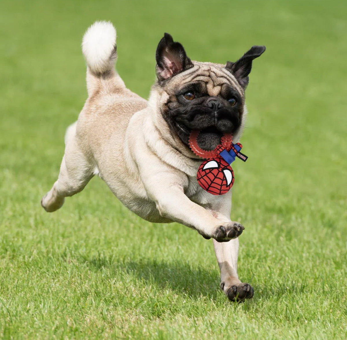 Gioco Dentale Spider-Man: Lancia la Ragnatela del Divertimento per il Tuo Cane