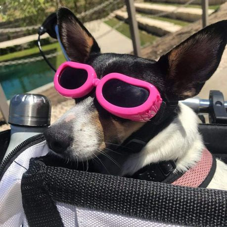 Occhiali da Sole per Cani "Maui" – Protezione e Stile in Movimento